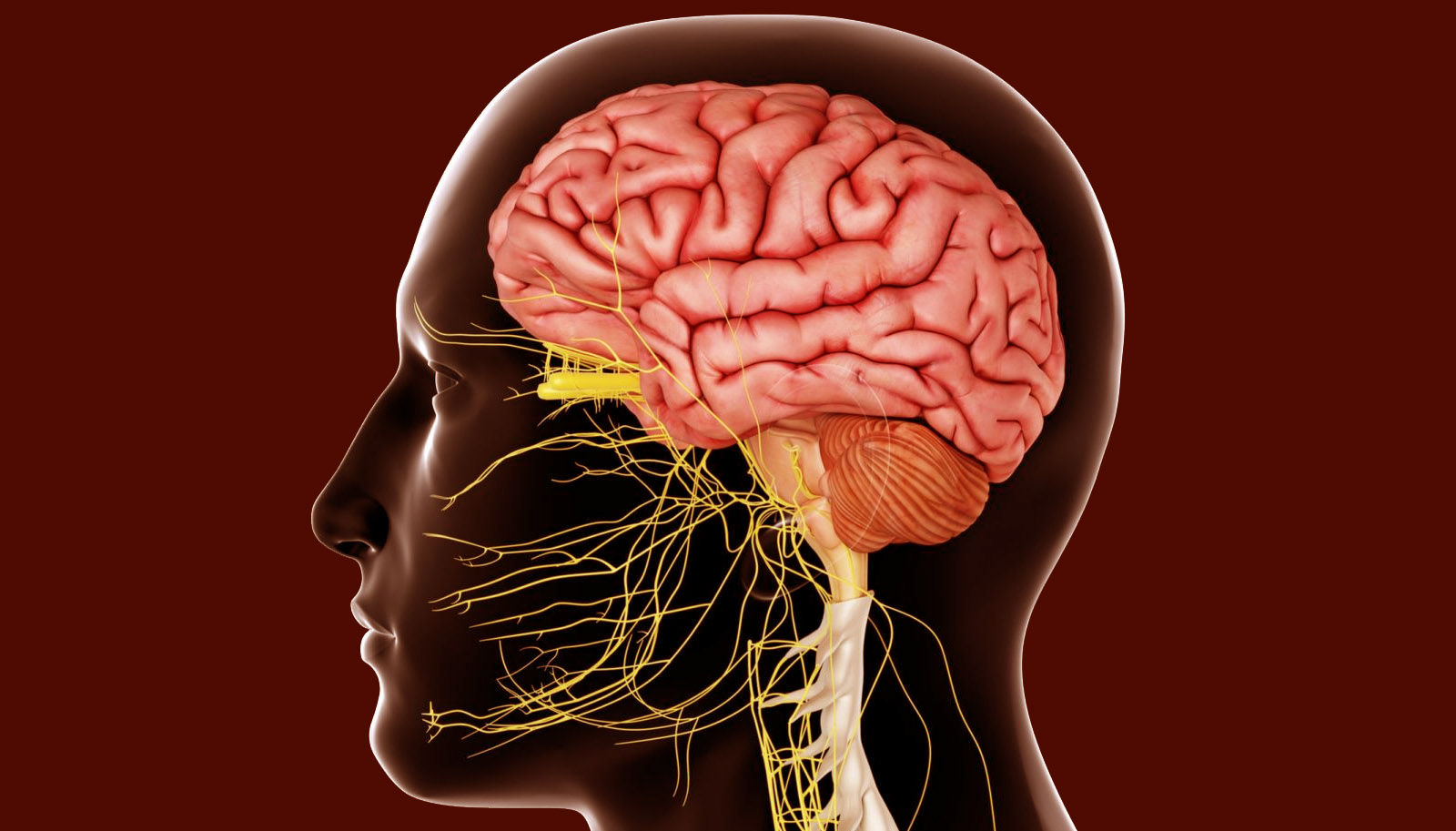 What is the Nervous System